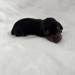 Asher - Black and cream male Dachshund puppy in Las Vegas, Nevada from WienerDoxieQuad