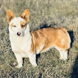 American Corgi All Grown Up from Cool Creek Corgjs