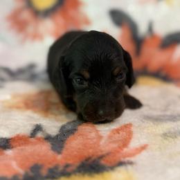 Maleficent - Black and tan female Dachshund puppy in Hope, Arkansas from JK Kennel