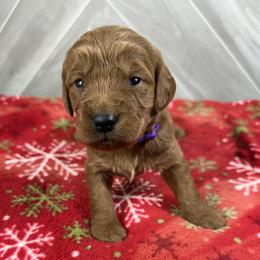 Girl 3 - female Goldendoodle puppy in Millersburg, Ohio from Ohio Puppy Paws