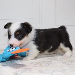 AKC Orange ID Girl - Black and tan female Pembroke Welsh Corgi puppy in Ash Flat, Arkansas from Arkansas Corgis