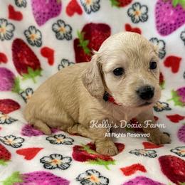 Cream Male Longhair Red Collar - Cream male Dachshund puppy in Cleveland, Tennessee from Kelly's Doxie Farm
