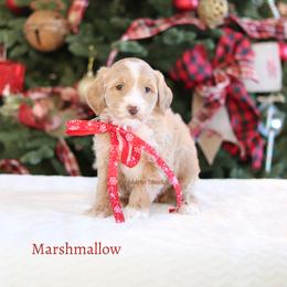Marshmallow - Apricot female Australian Labradoodle puppy in Hurricane, Utah from Red Desert Doodles
