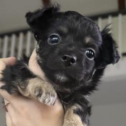 Chihuahuas from Plum and Pom Kennel