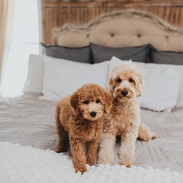 Goldendoodle and Poodle Puppies from Gorgeous Goldendoodles