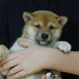Shiba Inu Puppies from Veronika's Shiba Inus