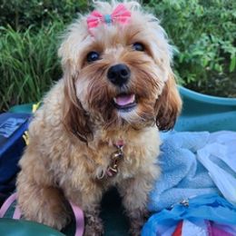 Assorted Doodle Crosses, Cavapoos, Labradoodles, Maltese, and Poodles from Fluffy Fawn