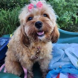 Assorted Doodle Crosses, Cavapoos, Labradoodles, Maltese, and Poodles from Fluffy Fawn