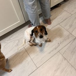 Bulldog, Bull Terrier, and Dachshund Puppies from Cloud Nine Ranch Bullies