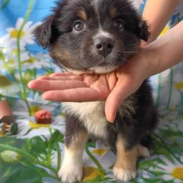 Amber (yellow) - Black tri-color female Australian Shepherd puppy in Okeechobee, Florida from Rothsolid Puppies