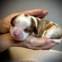 Cavalier King Charles Spaniel Puppies from SoCalCavaliers