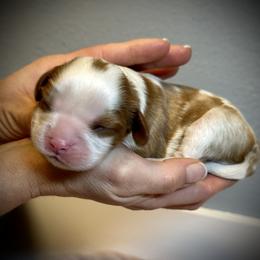 Cavalier King Charles Spaniel Puppies from SoCalCavaliers