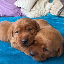 Fox red female - Yellow female Labrador Retriever puppy in Edgewood, New Mexico from Pageant Paws LLC