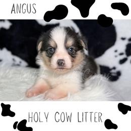 Angus - Black and tan male American Corgi puppy in Greenwood, Indiana from Witch Creek Corgis