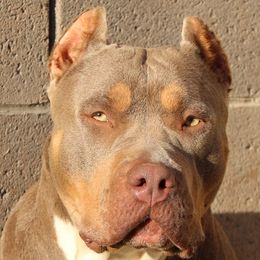 NALA - American Bully