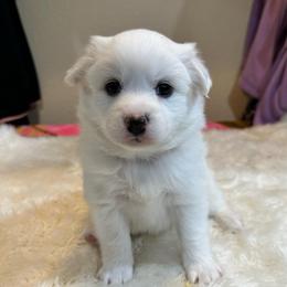 Rosemary - White female American Eskimo Dog puppy in Hesperia, California from Bella's American Eskimos