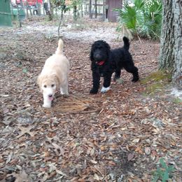 Poodle Puppies from Deborah Busch Poodles