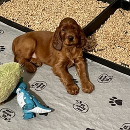 Boy 1 - Irish Setter puppy in Geauga County, Ohio from Stomar Irish Setters