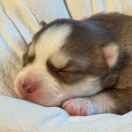 Miata - Chocolate female Pomsky puppy in Greenfield, Minnesota from SRF Pomskies