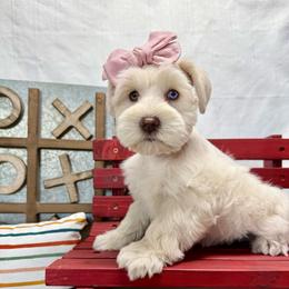 Cicely - White female Miniature Schnauzer puppy in Huntington, Utah from Schnauzers on Robinson Lane