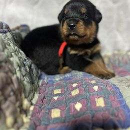 Boy 3 - Black and mahogany male Rottweiler puppy in Buskirk, New York from Misjef Rottweilers