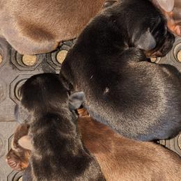 AKC Registered Full European Doberman Pinschers - Black and rust male Doberman Pinscher puppy in Fort Lauderdale, Florida from Lakewood European Dobermann Kennel