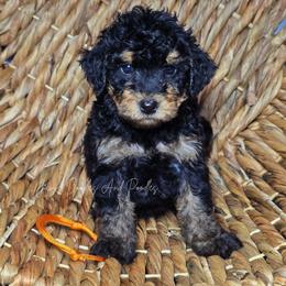 Hank - Tri-color male Bernedoodle puppy in Cleveland, Georgia from Jam's Doodles And Poodles