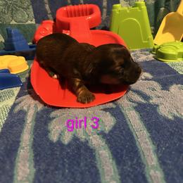Stevie - Gold female Morkie puppy in Dighton, Massachusetts from Massachusetts Morkies