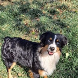 Brixton - Miniature Australian Shepherd