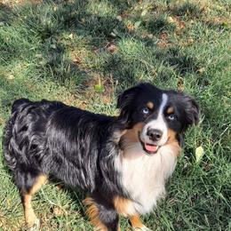 Brixton - Miniature Australian Shepherd