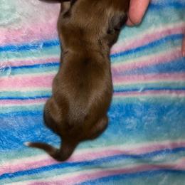 Bud - Chocolate and cream male Dachshund puppy in Fishers, Indiana from The long dogs of indiana