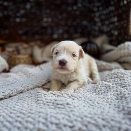 Pooh - Wheaten male Miniature Schnauzer puppy in Charlotte, North Carolina from Golden Leaf Kennels LLC
