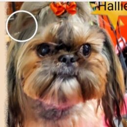 Halley - Shih Tzu