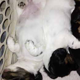 Dachshund Puppies from LDC Farms