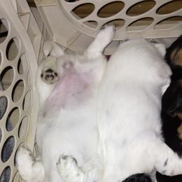 Dachshund Puppies from LDC Farms