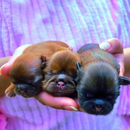 Parker - Red male Shih Tzu puppy in Richmond, Texas from Aleka Shih Tzu