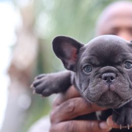 French Bulldog Puppies from Finest Frenchies