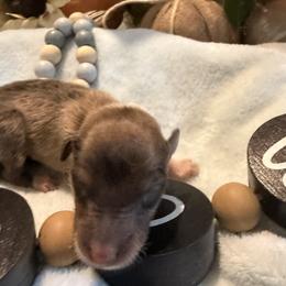 Indiana - Black Collar - Sable and white male Collie puppy in Morocco, Indiana from Collegiate Bassets and Rheign Collies