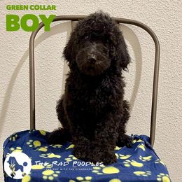 Poodle Puppies from The Rad Poodles