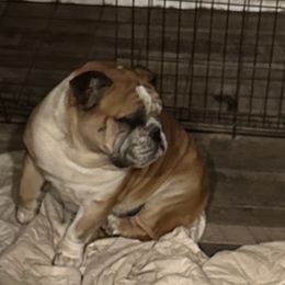 Chanel - Bulldog