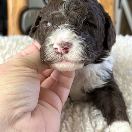 Curly - Brown and white male Aussiedoodle puppy in Bridge City, Texas from My Amis AussieDoodles
