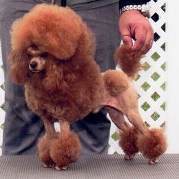 Rudy - Poodle