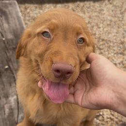 AKC purple collar boy - Dark golden male Golden Retriever puppy in Joshua, Texas from 3 Gun Retrievers