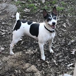 Zoey - Rat Terrier
