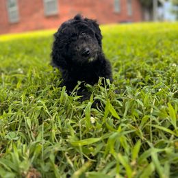 Elm (Yellow Collar) - Black male Sheepadoodle puppy in Tahlequah, Oklahoma from Mulberry Ridge Doodles