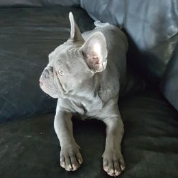 Mia - French Bulldog