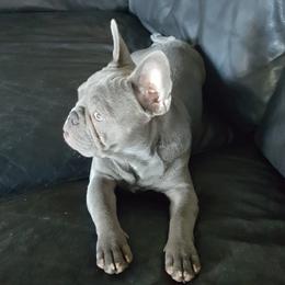 Mia - French Bulldog