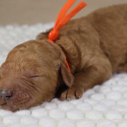 Rubie (Orange Collar) - Cream female Goldendoodle puppy in Palmetto Bay, Florida from SOMIDOODLES