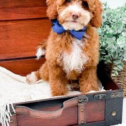 Billy - Red  male Goldendoodle puppy in North Carolina from NC Doodle Puppies