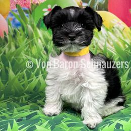 Miniature Schnauzer Puppies from Von Baron Schnauzers